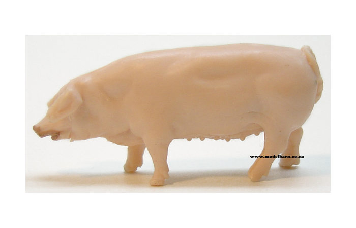 1/32 Landrace Sow